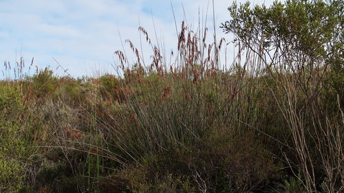 Image of Rhodocoma arida by no rights reserved