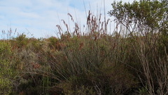 Rhodocoma arida