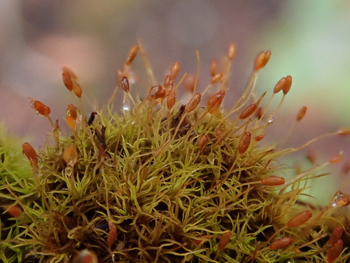 Representative image of Weissia controversa