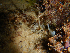 Image of Anthopleura anneae