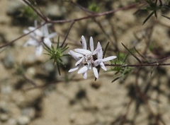 Osmadenia tenella