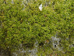 Eucladium verticillatum