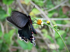Parides bunichus