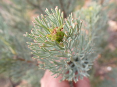 Paranomus roodebergensis