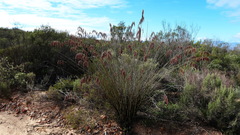 Rhodocoma arida