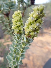 Paranomus roodebergensis