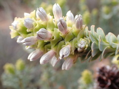 Paranomus roodebergensis