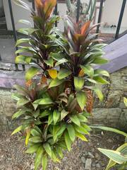 Cordyline fruticosa