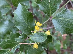 Berberis wilcoxii