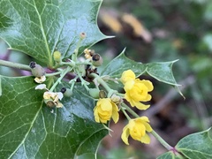 Berberis wilcoxii
