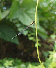 Prodasineura croconota