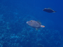 Cantherhines dumerilii