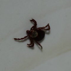 Dermacentor andersoni