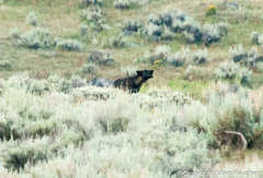 Canis lupus occidentalis