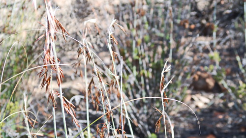 Image of Thamnochortus rigidus by no rights reserved