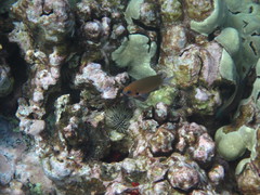 Pycnochromis pacifica