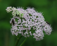 Chaerophyllum hirsutum