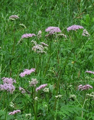 Chaerophyllum hirsutum