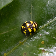 Ceratogergithus pseudotessellatus