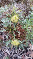 Banksia armata