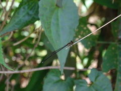 Prodasineura autumnalis