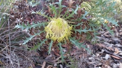Banksia armata