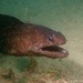 Demon Moray - Photo (c) kaiyin, some rights reserved (CC BY-NC)