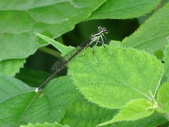 Pseudocopera ciliata