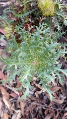 Banksia armata