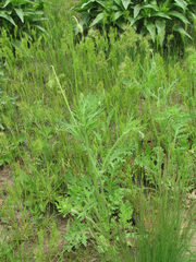 Papaver arenarium