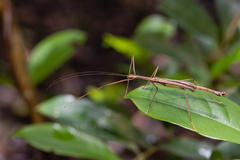 Huananphasma amicum