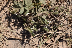 Tetramerium nervosum