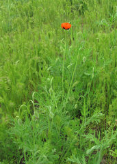 Papaver arenarium