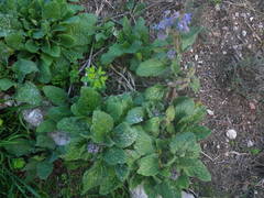 Borago officinalis