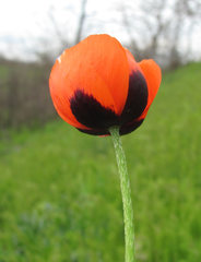 Papaver arenarium