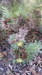 Banksia armata