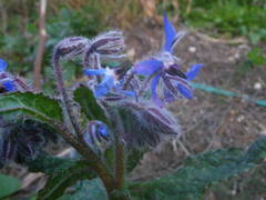 Borago officinalis