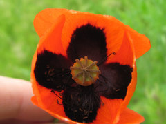 Papaver arenarium