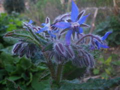 Borago officinalis