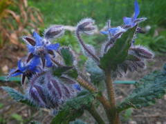 Borago officinalis