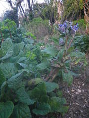 Borago officinalis