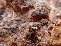 Placidium pilosellum