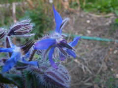 Borago officinalis