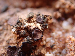 Placidium pilosellum