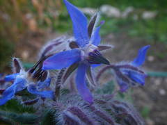 Borago officinalis