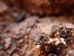 Placidium pilosellum