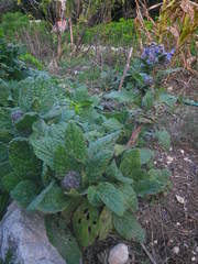 Borago officinalis