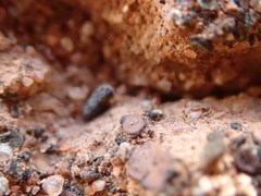 Placidium pilosellum