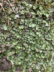 Marchantia paleacea