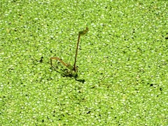 Ceriagrion auranticum